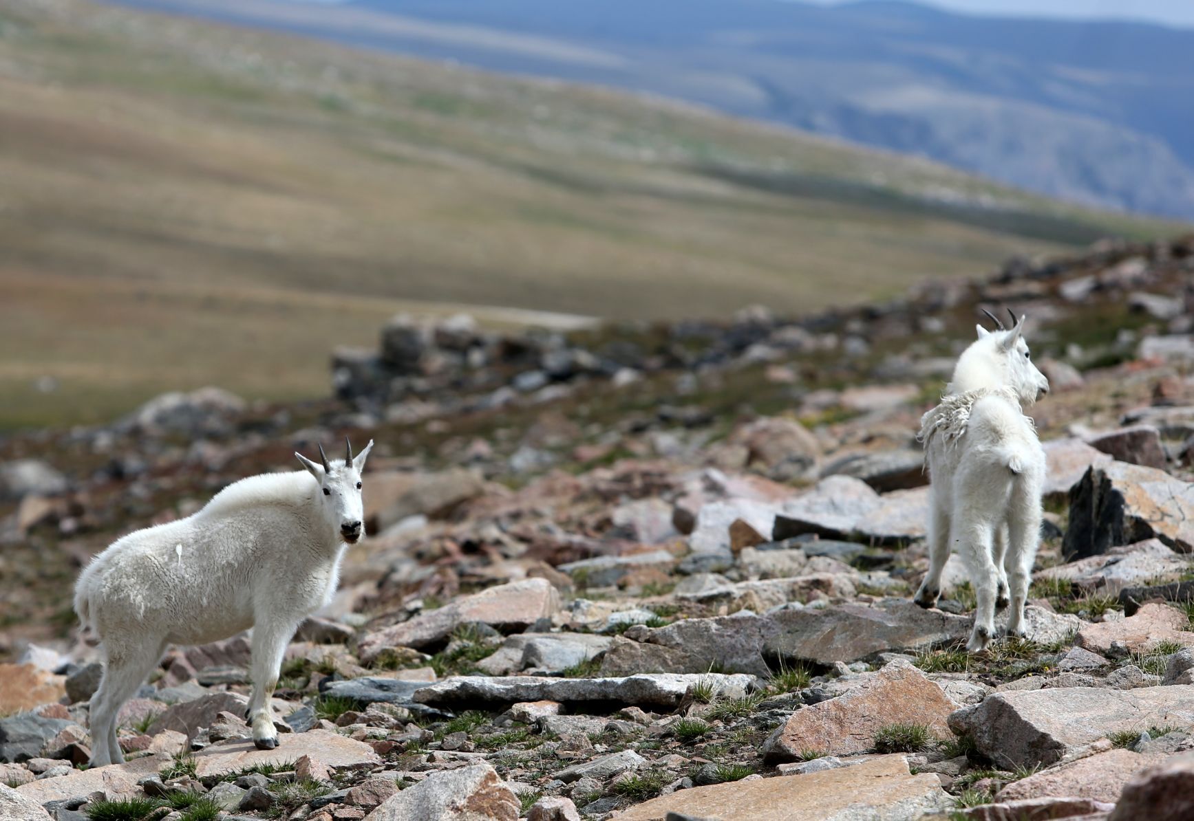 Goats